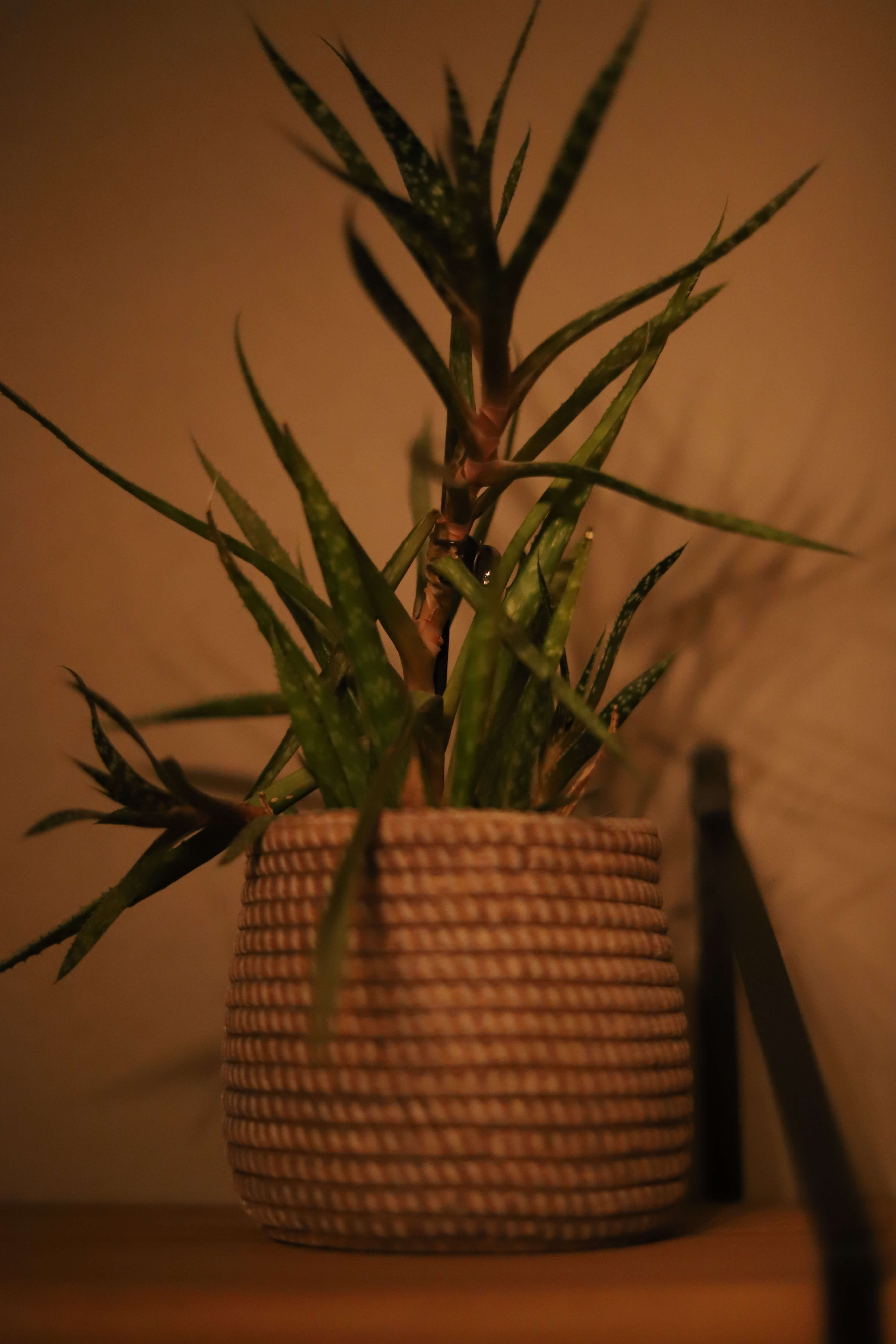 Potted plant on a shelf